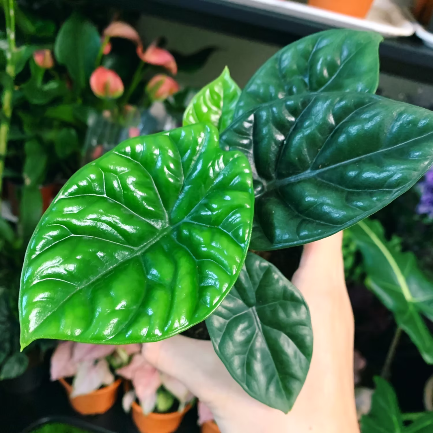 ALOCASIA MIRROR FACE