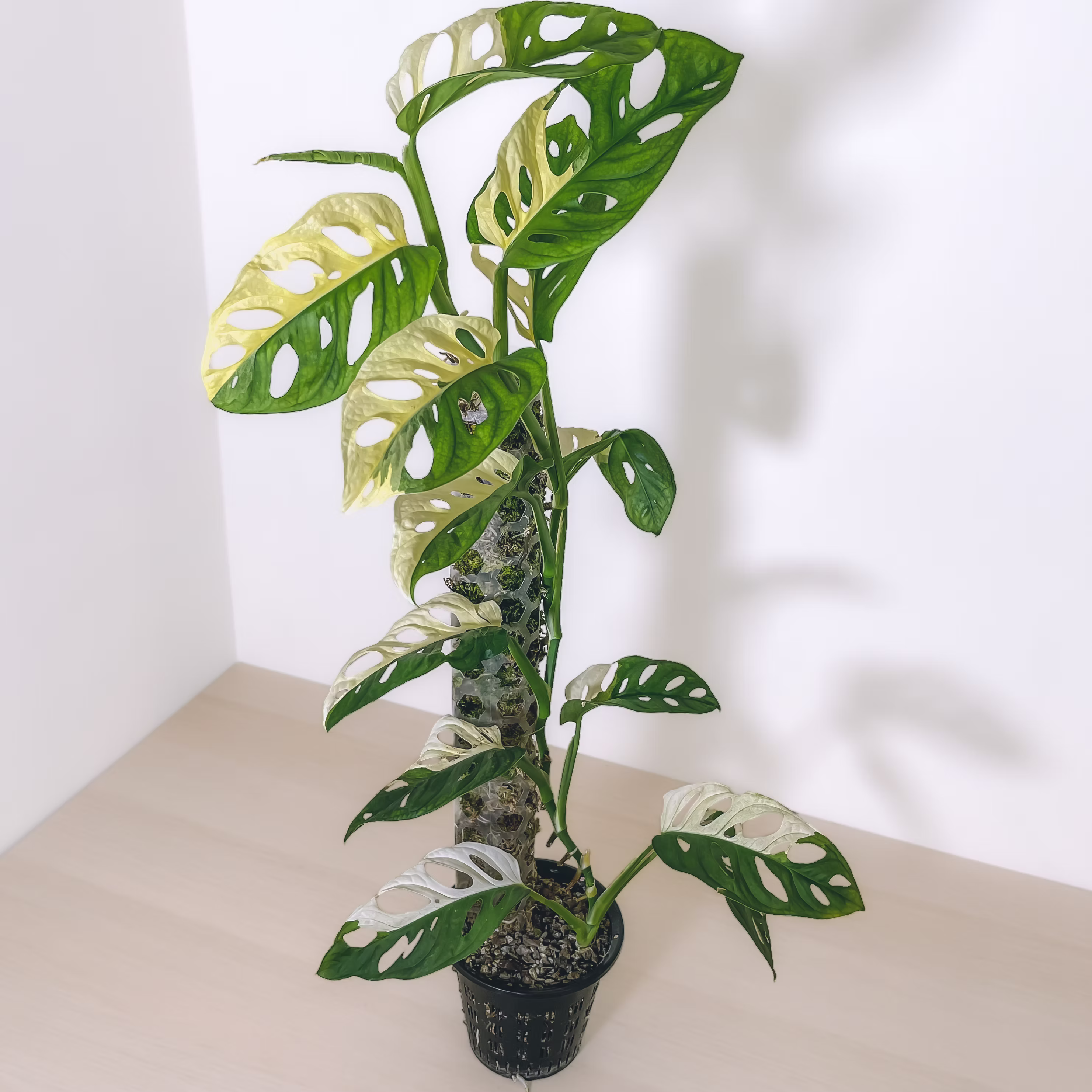 MONSTERA ADANSONII ALBO J