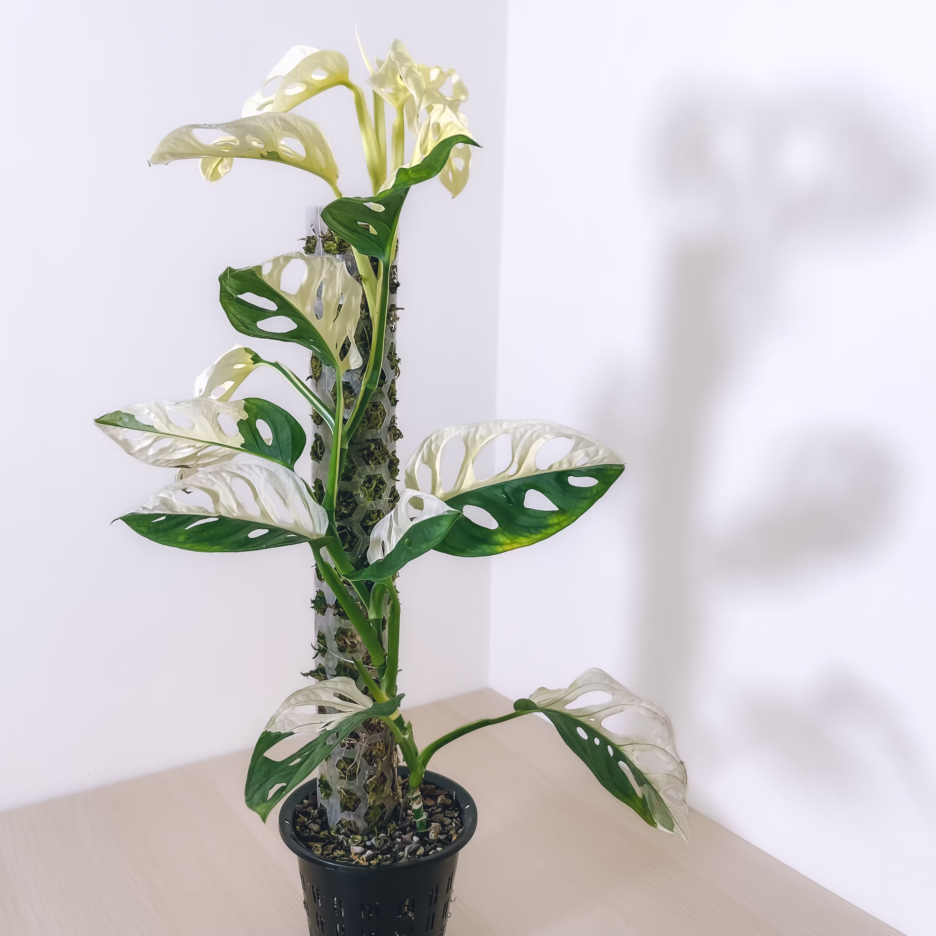MONSTERA ADANSONII ALBO I