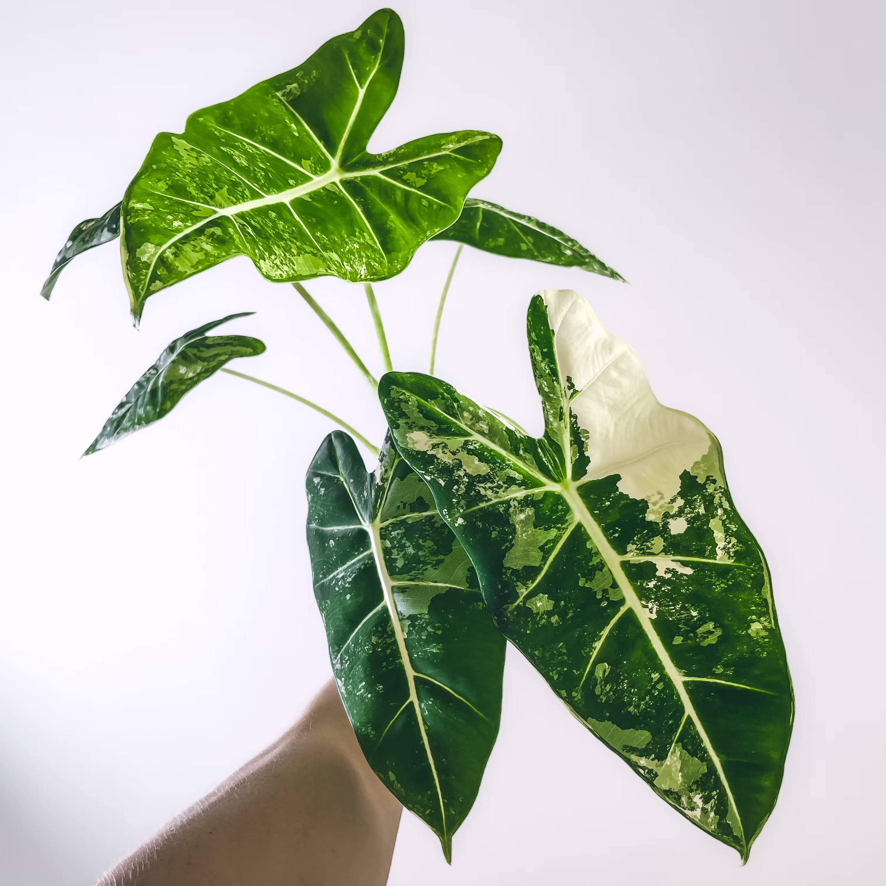 ALOCASIA FRYDEK VARIEGATA G