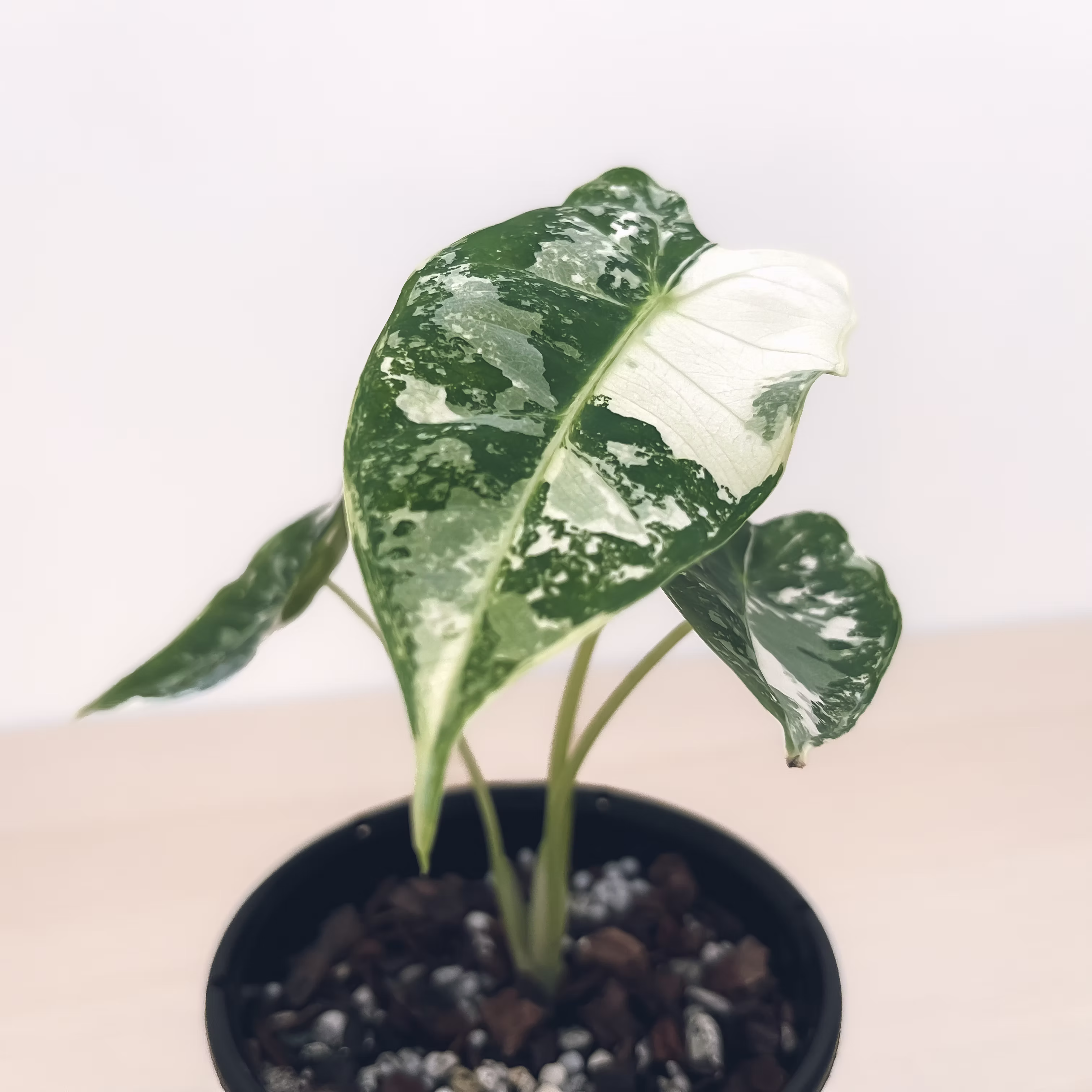 ALOCASIA FRYDEK VARIEGATA C