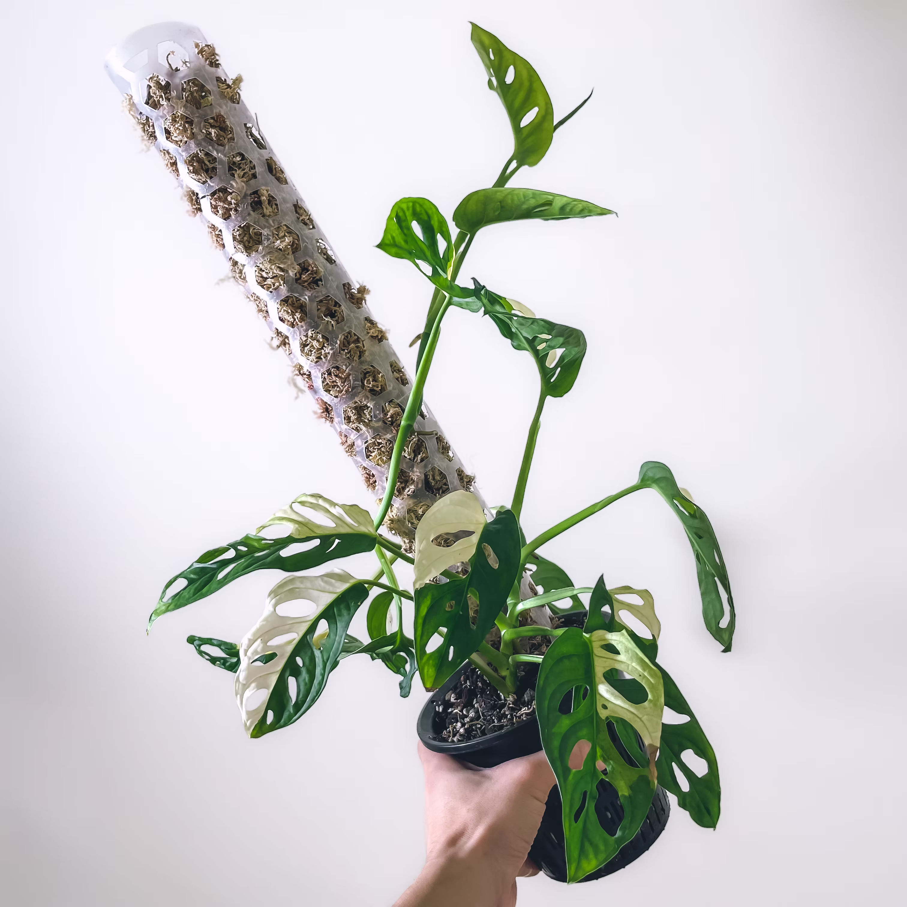 MONSTERA ADANSONII ALBO A