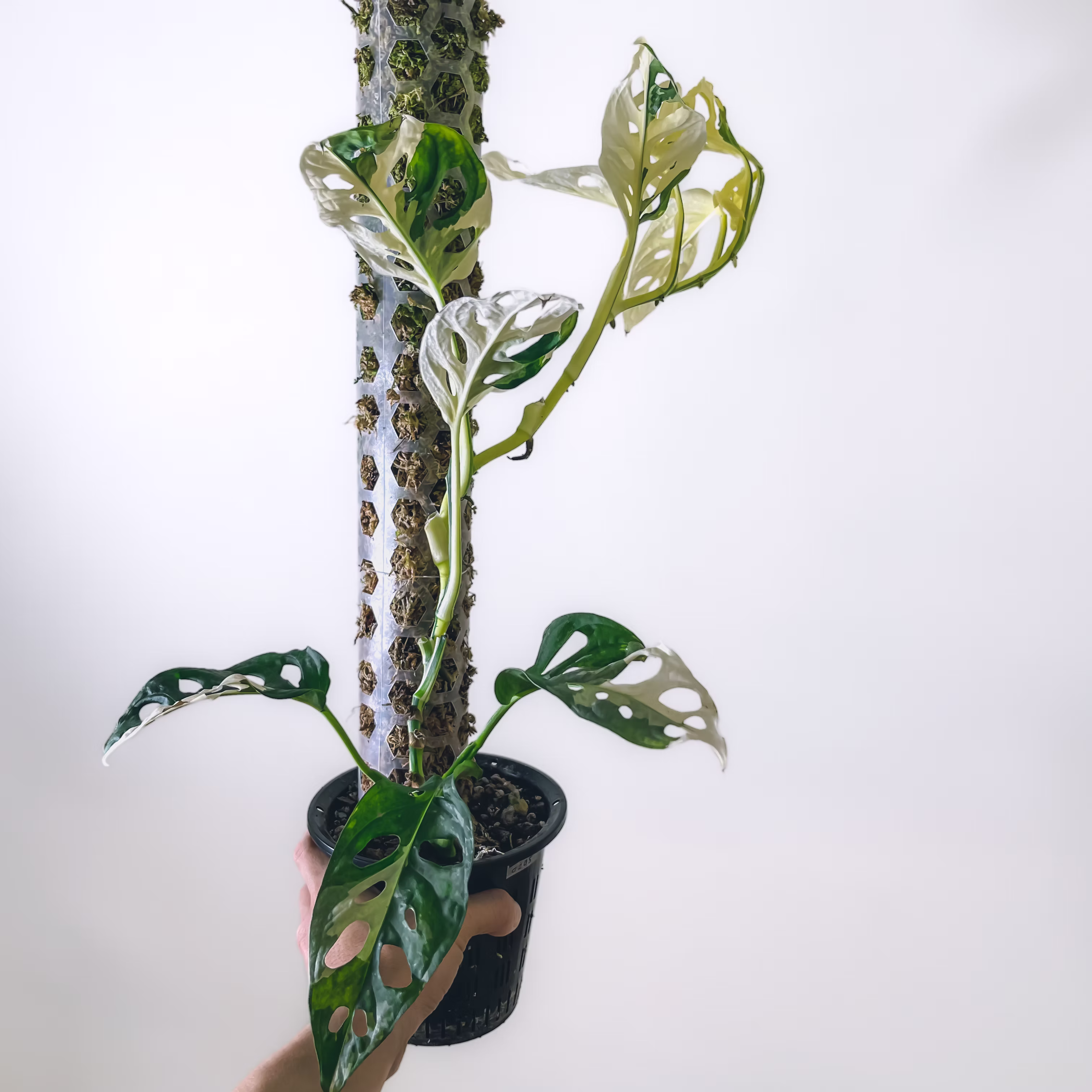 MONSTERA ADANSONII ALBO E