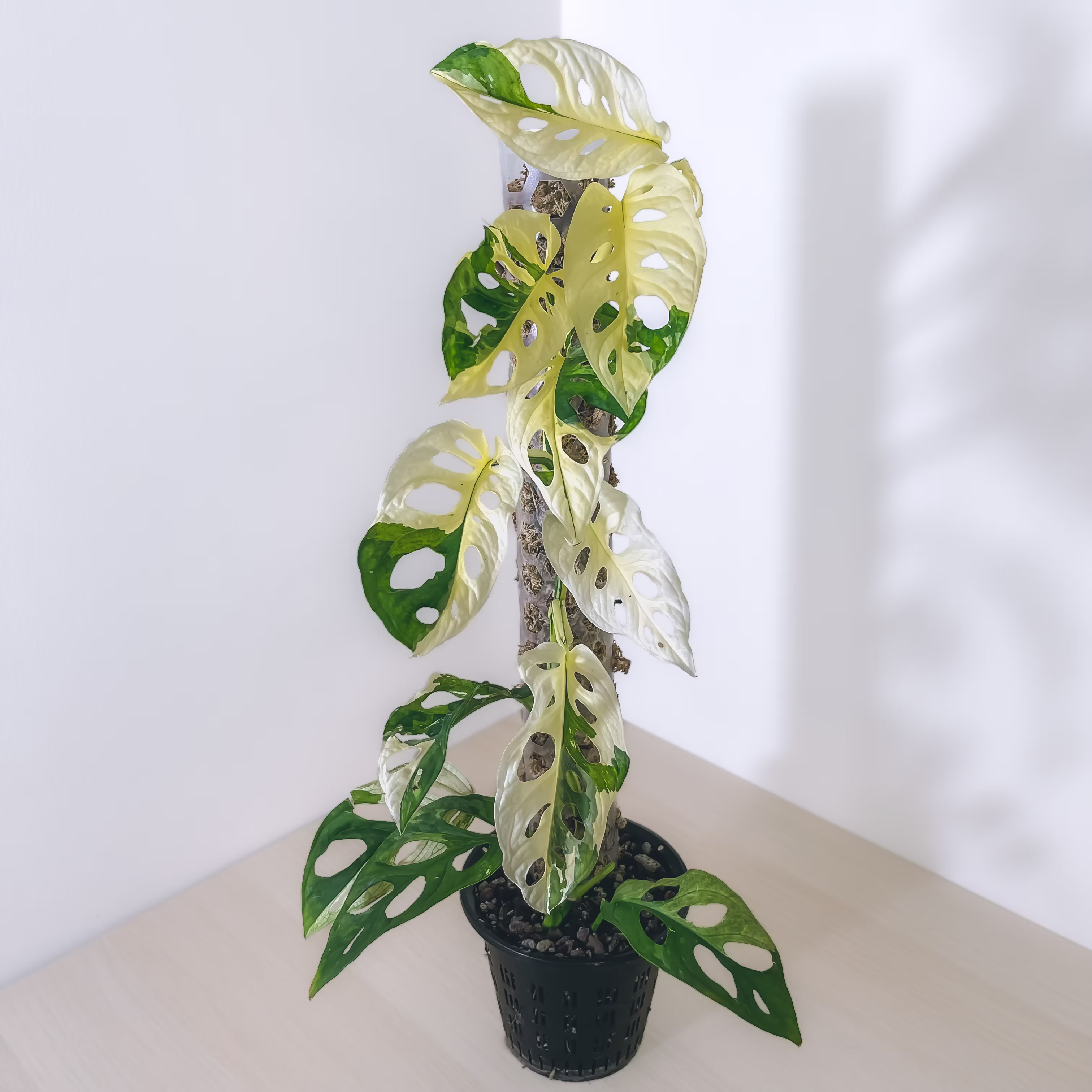 MONSTERA ADANSONII ALBO G