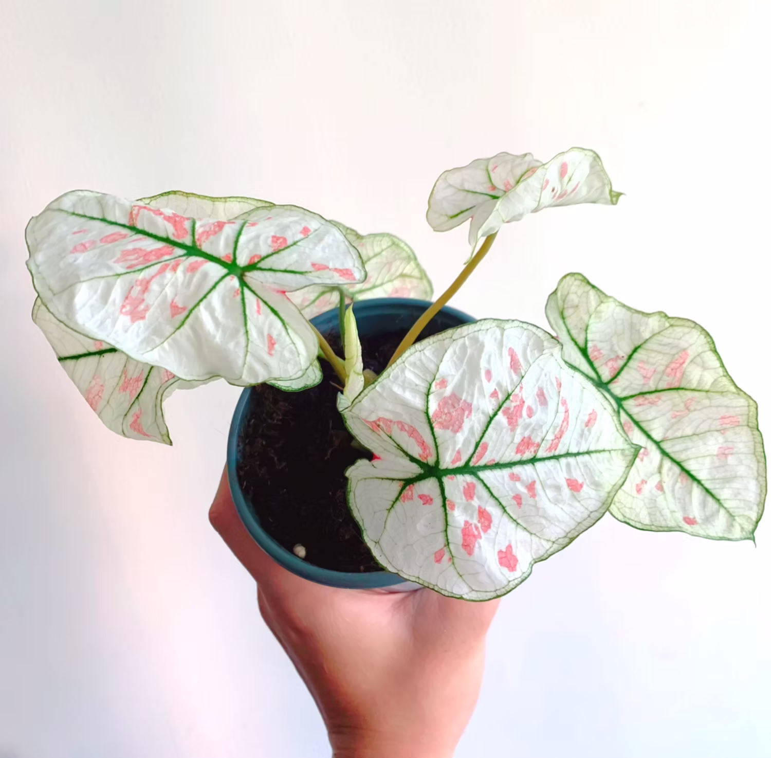 CALADIUM STRAWBERRY SPECKLE