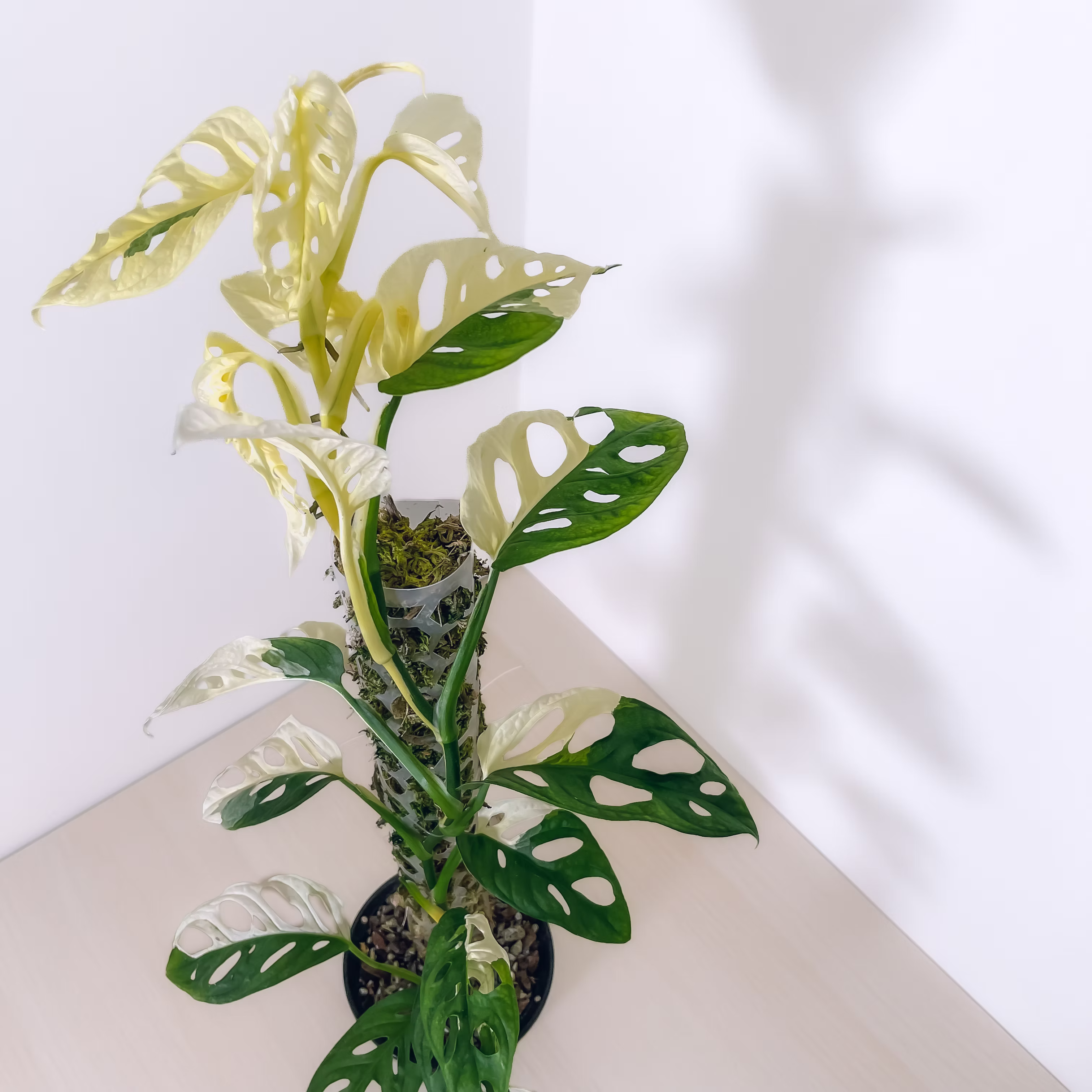 MONSTERA ADANSONII ALBO B
