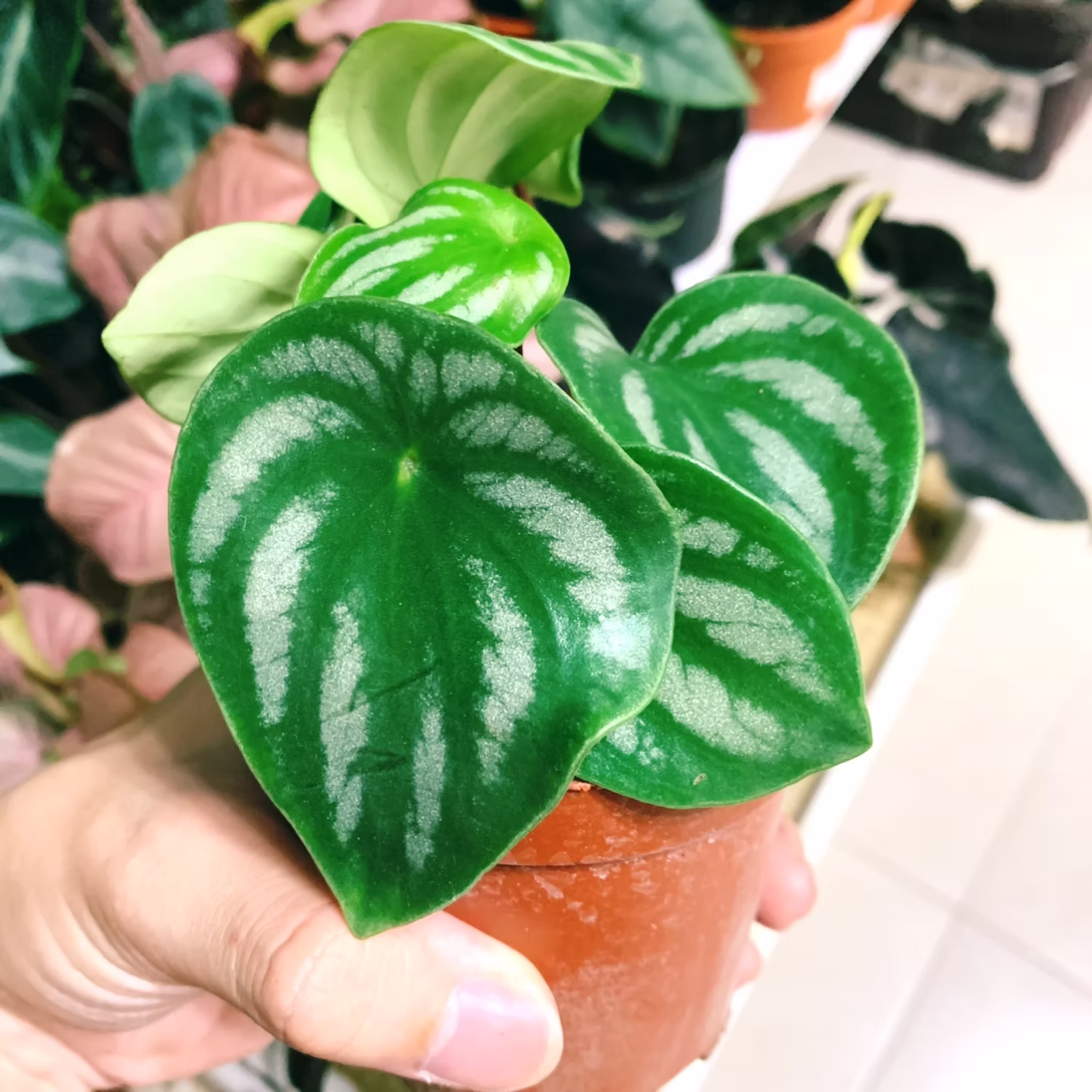 PEPEROMIA WATERMELON
