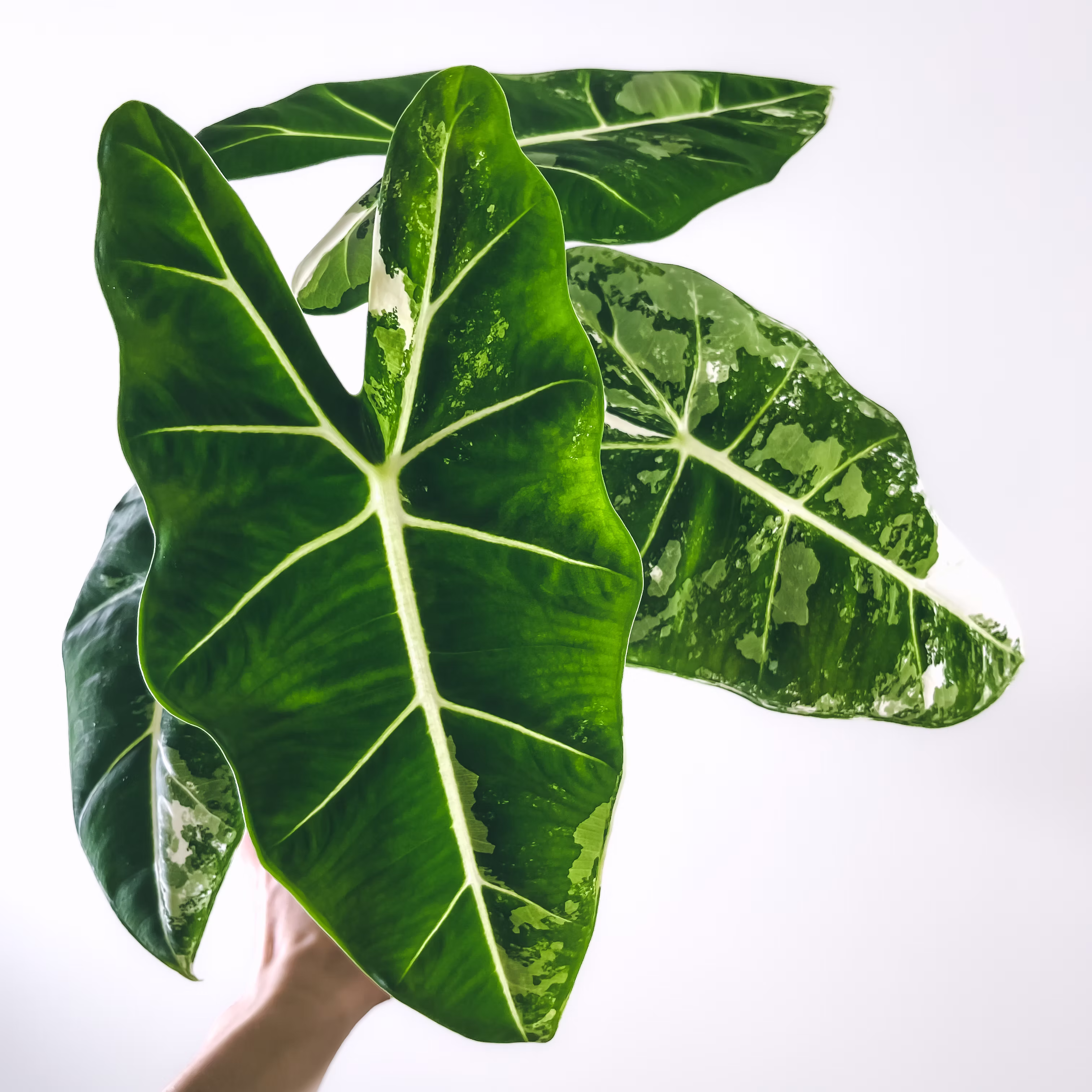 ALOCASIA FRYDEK VARIEGATA H